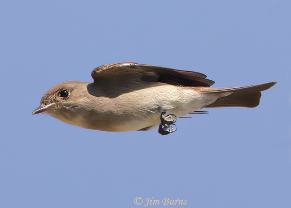 Western Wood-Pewee in flight--0878